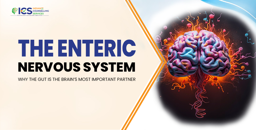 The Enteric Nervous System: Why the Gut is the Brain’s Most Important Partner