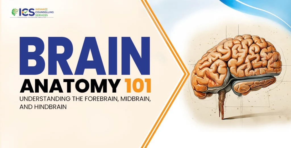 Forebrain, Midbrain, and Hindbrain