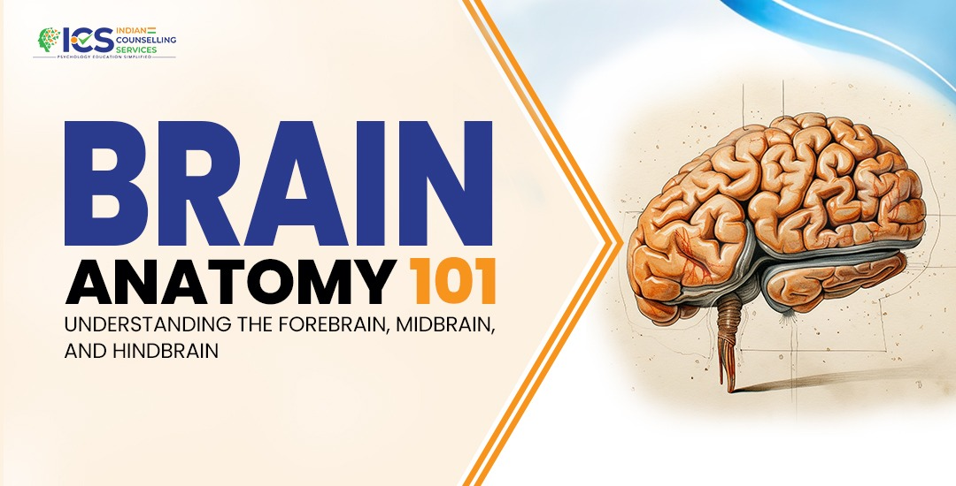 Brain Anatomy 101: Understanding the Forebrain, Midbrain, and Hindbrain